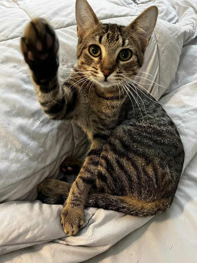 Newt & Chalk thumbnail 3