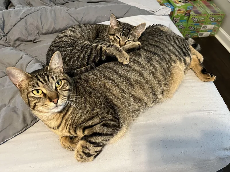 Newt & Chalk thumbnail 6