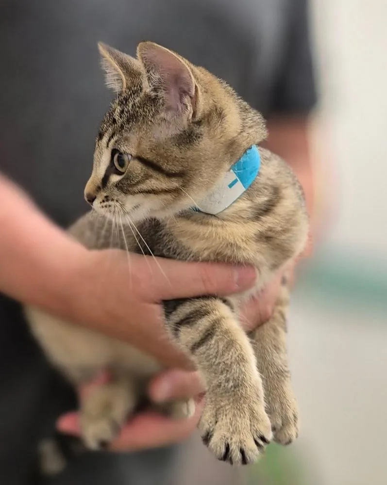 A baby small-sized female Domestic Short Hair cat named Hank for adoption in South Bend, IN