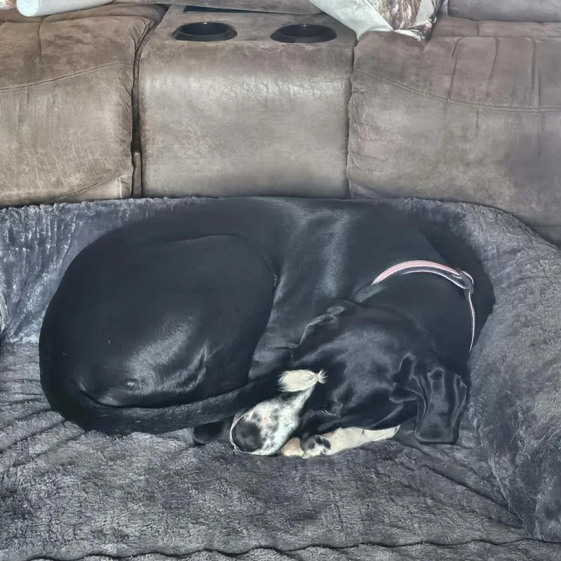 An adult large-sized female Black Great Dane dog named Mollie for adoption in Charlottesville, VA