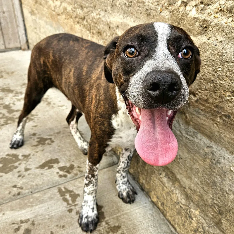 A baby medium-sized male Brindle Boston Terrier dog named Swiss for adoption in Chicago, IL