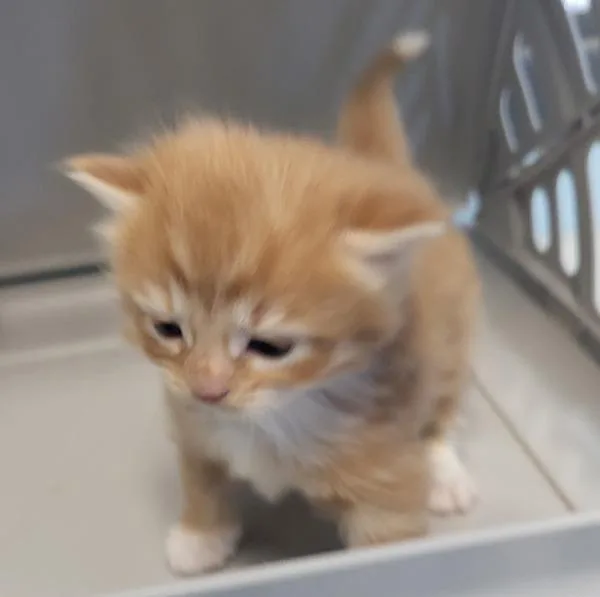 A baby small-sized female Domestic Short Hair cat named Kc for adoption in Lawrenceville, GA