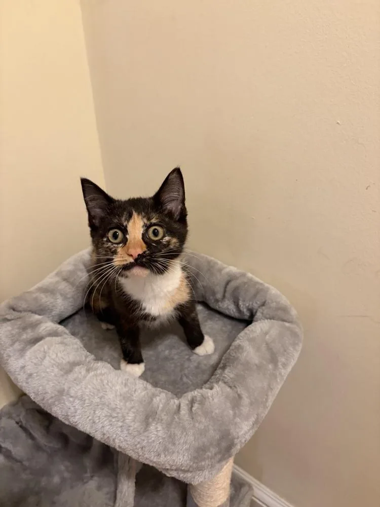 A baby small-sized female Domestic Short Hair cat named Babs JN for adoption in Greenville, SC