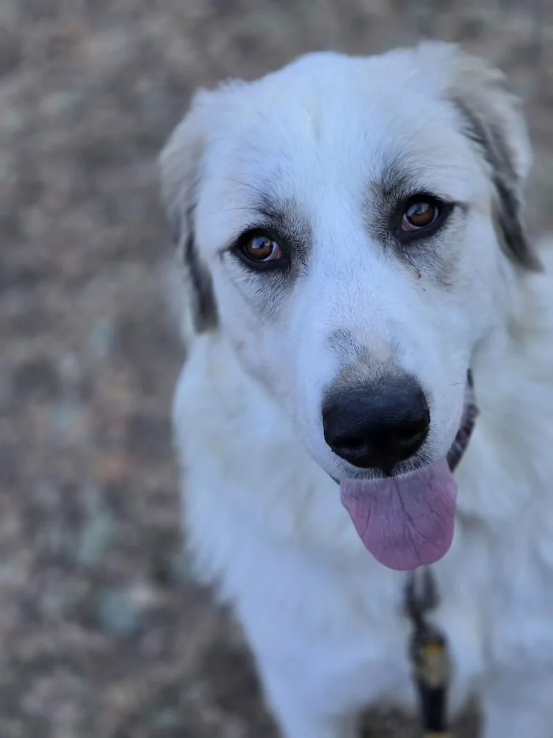 A young large-sized female Great Pyrenees dog named Haven for adoption in Sonora, CA