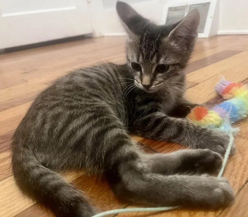 A baby medium-sized male Domestic Short Hair cat named Rebop for adoption in Candler, NC