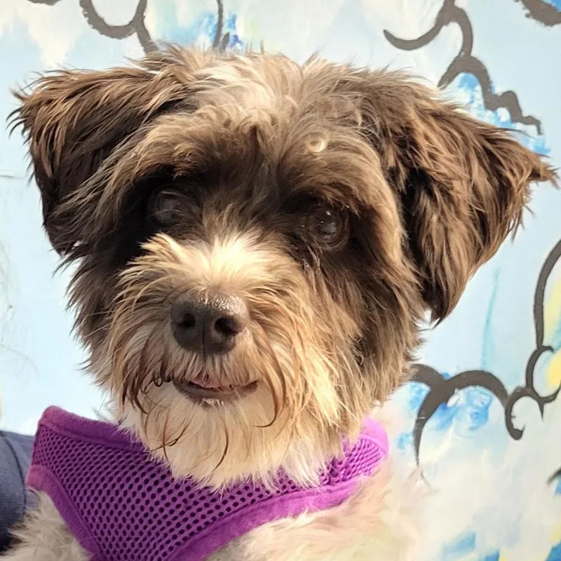 An adult small-sized female Gray / Blue / Silver Schnauzer dog named Roxanne for adoption in Grayslake, IL