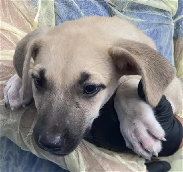 A baby large-sized male Mixed Breed dog named Serverus for adoption in Dallas, TX