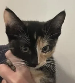 A baby small-sized female Domestic Short Hair cat named Moon Eclipse for adoption in Dallas, TX