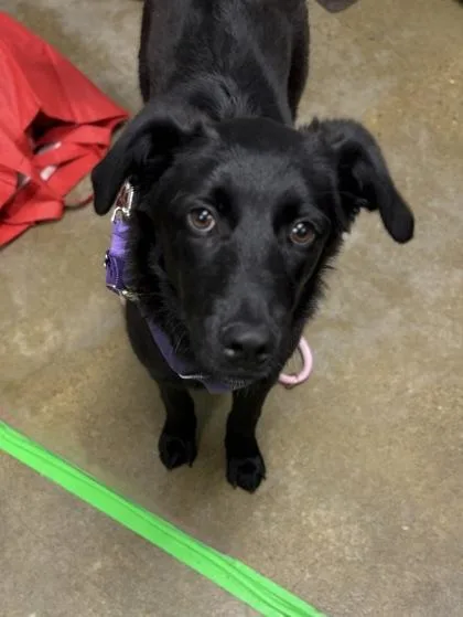 A young medium-sized female Mixed Breed dog named Nemy for adoption in Cincinnati, OH