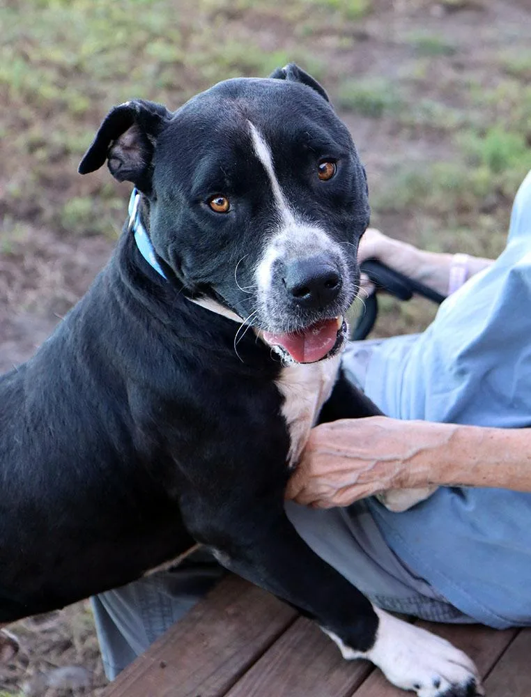 An adult large-sized male White / Cream American Bulldog dog named Spot for adoption in Kansas City, KS