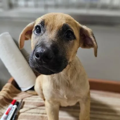 A baby small-sized male Mixed Breed dog named Fire Ant for adoption in West Chester, PA