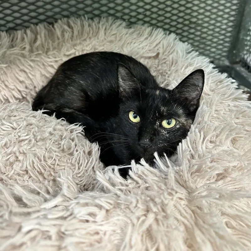 A young medium-sized female Tortoiseshell American Shorthair cat named Ambar for adoption in Guaynabo, PR