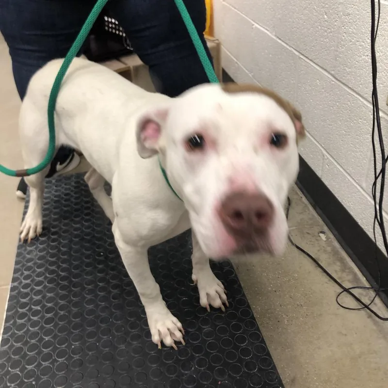 An adult medium-sized female White / Cream Mixed Breed dog named YORKStray for adoption in York, PA