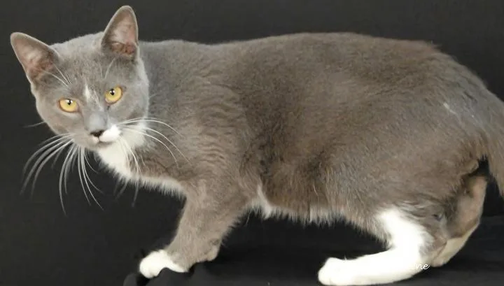 An adult medium-sized male White Domestic Short Hair cat named Stars for adoption in Newland, NC