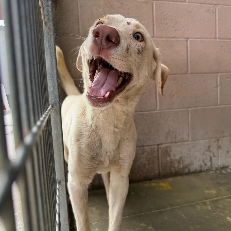 A young medium-sized male White / Cream Yellow Labrador Retriever dog named Deny for adoption in Yuma, AZ