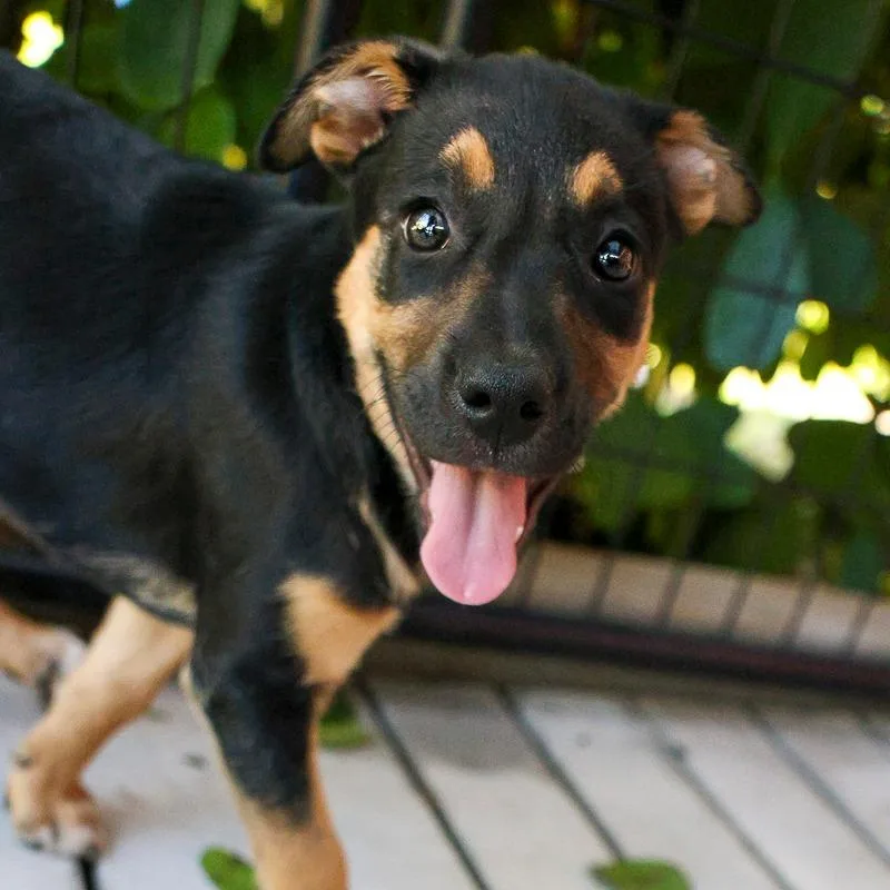 A baby medium-sized female Black Australian Cattle Dog / Blue Heeler dog named Jaclyn for adoption in Bradenton, FL