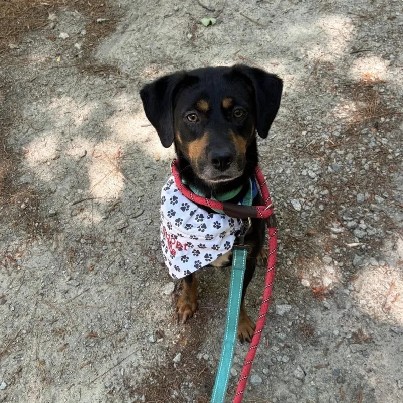 An adult medium-sized female Black Hound dog named Carlie for adoption in Durham, NC