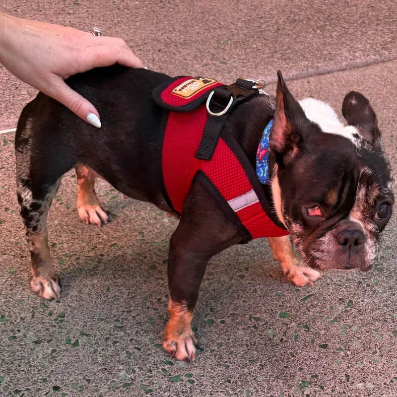 A senior small-sized female French Bulldog dog named Goosebumps for adoption in San Francisco, CA