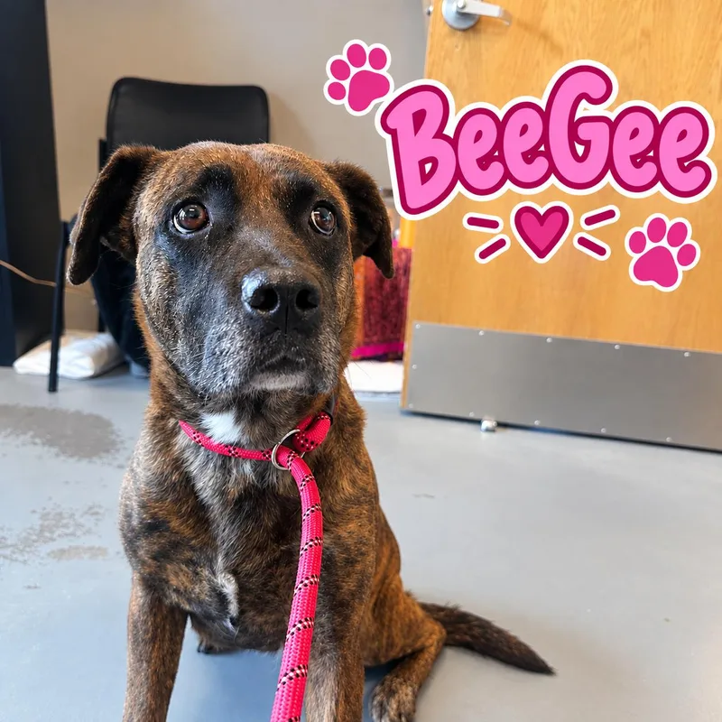 An adult medium-sized female Boxer dog named BeeGee for adoption in Truth or Consequences , NM