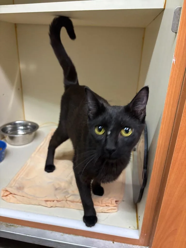 A young medium-sized female Domestic Short Hair cat named Lil Momma for adoption in Sorrento, LA