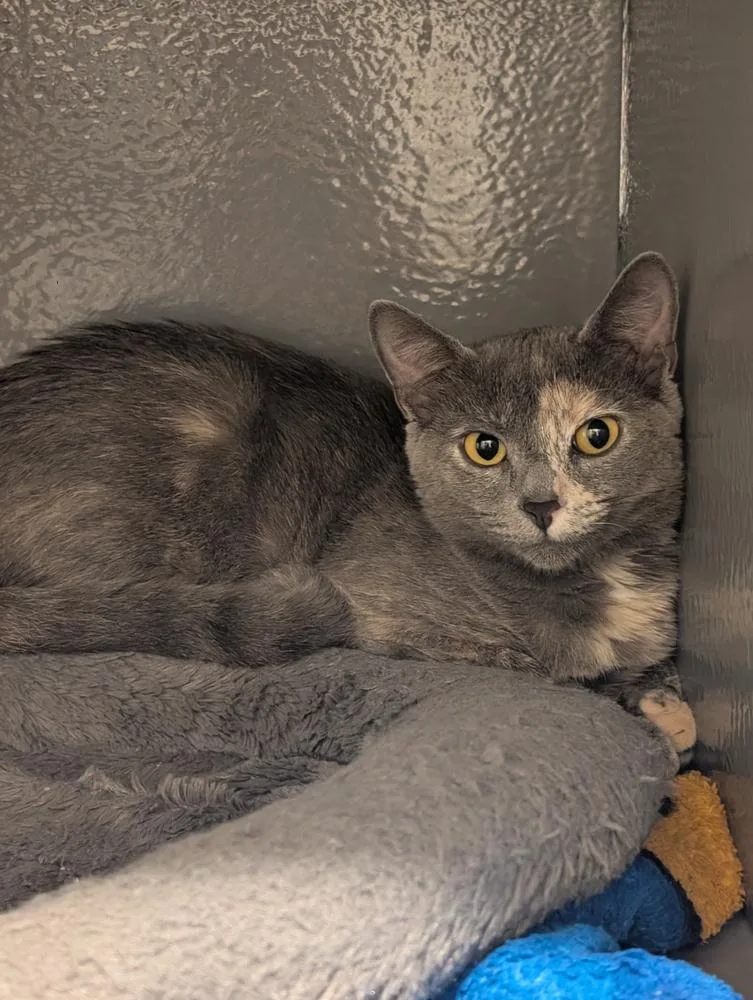 A baby small-sized female Domestic Short Hair cat named Cayenne for adoption in Orlando, FL