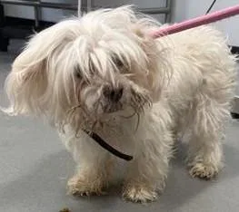 An adult small-sized male Maltese dog named Rocky for adoption in West Chester, PA