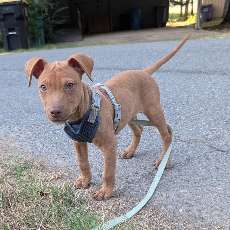 A young medium-sized male Red / Chestnut / Orange Pit Bull Terrier dog named Rojo for adoption in Sheridan, AR