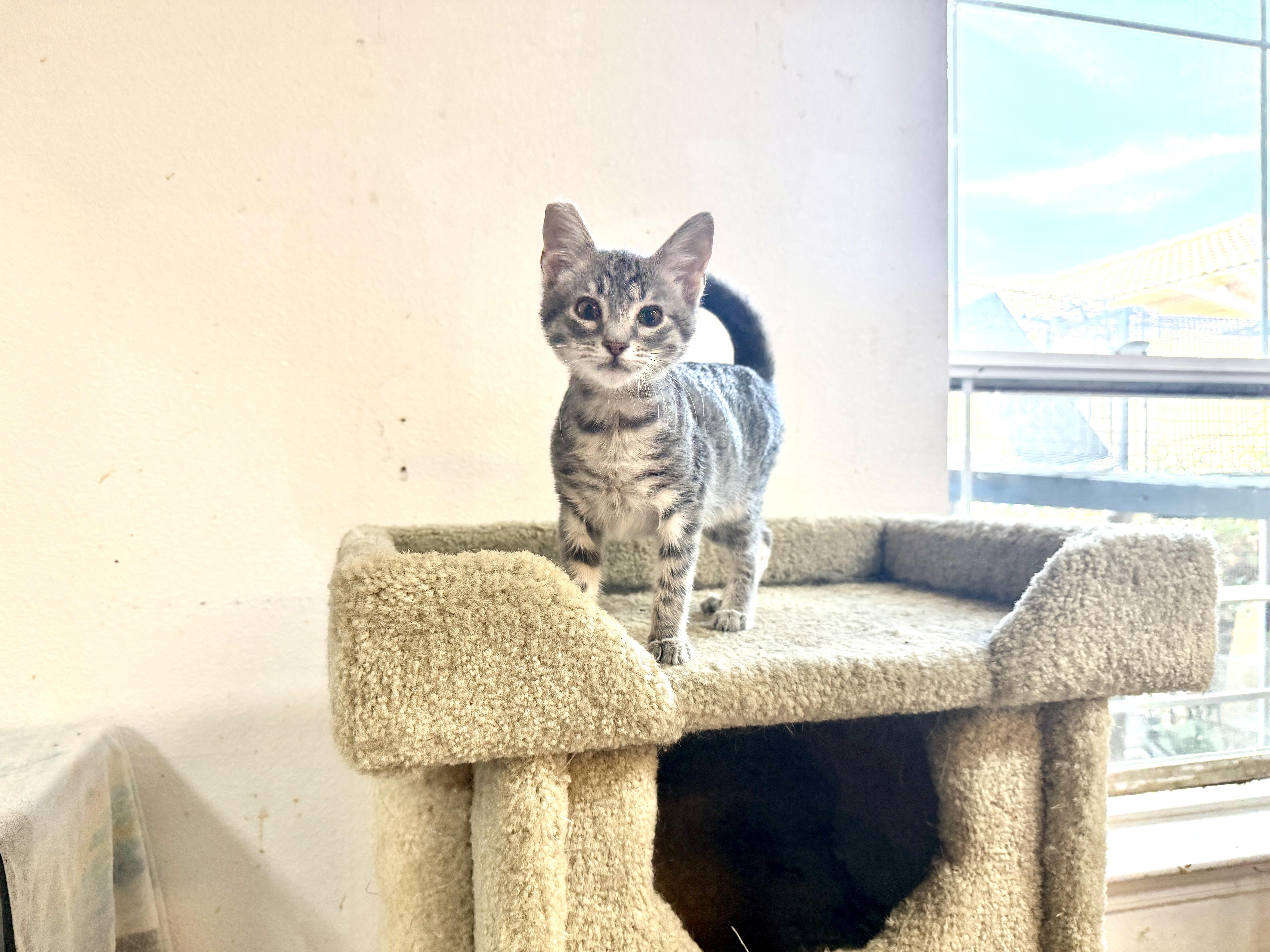 A baby medium-sized female Gray & White Domestic Short Hair cat named Bluebell for adoption in Gilroy, CA