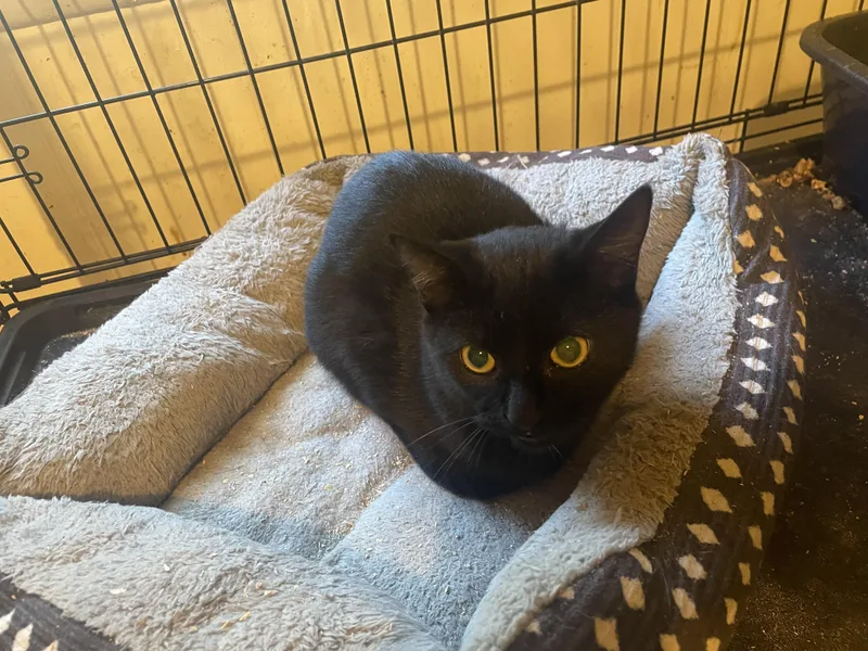 A baby medium-sized male Domestic Medium Hair cat named Benny for adoption in Troy, NY