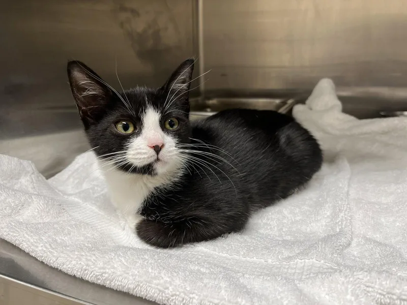A baby medium-sized female Black & White / Tuxedo Domestic Short Hair cat named Lucy for adoption in Hilton Head Island, SC
