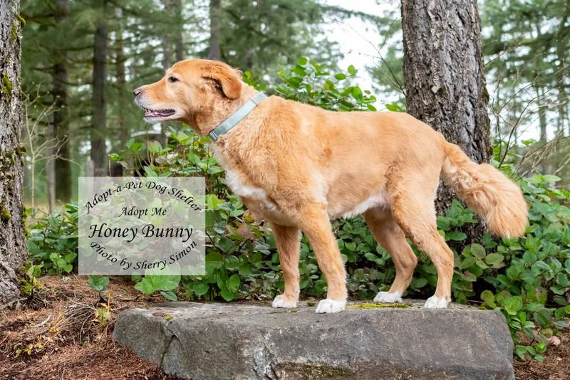 Honey Bunny thumbnail 2