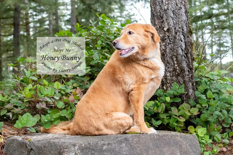 Honey Bunny thumbnail 3