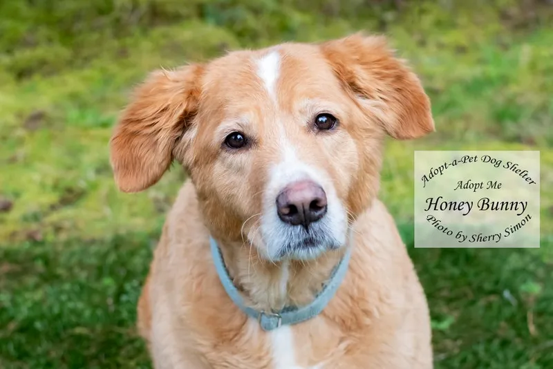 A senior large-sized female Golden Golden Retriever dog named Honey Bunny for adoption in Shelton, WA