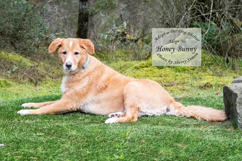 Honey Bunny thumbnail 5