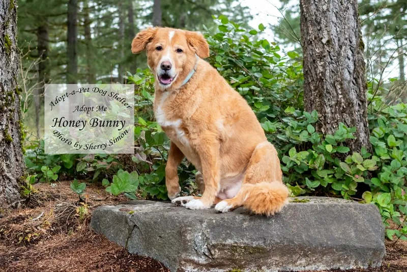 Honey Bunny thumbnail 6