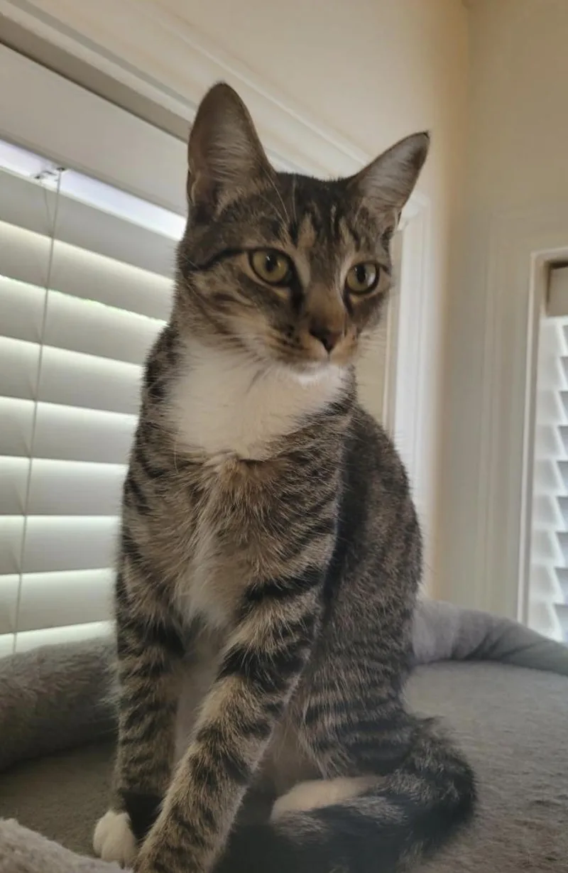 A baby medium-sized female Tabby (Brown / Chocolate) Domestic Short Hair cat named Butter for adoption in Houston, TX