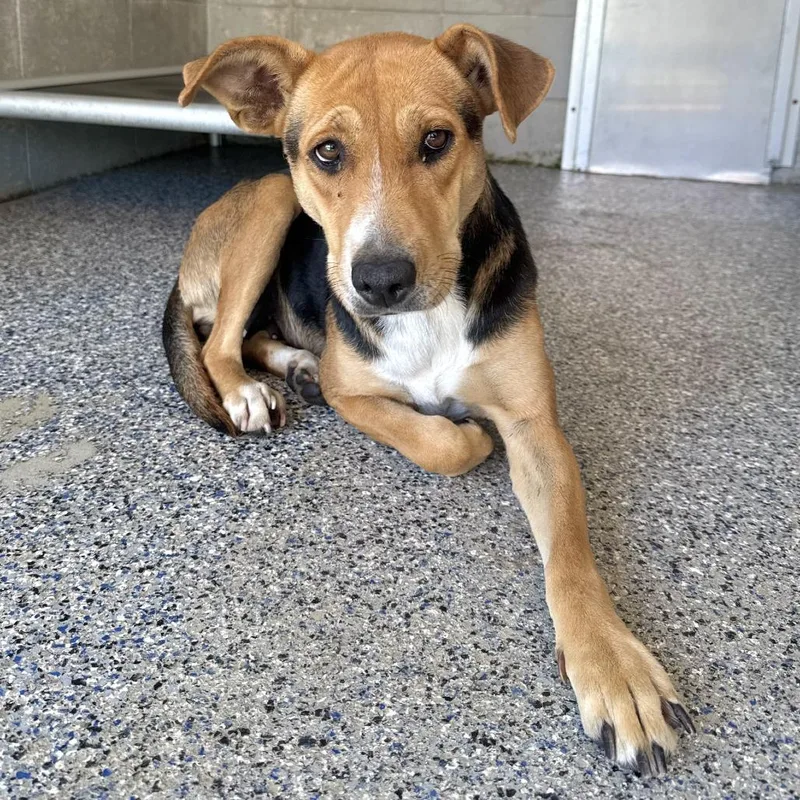 An adult medium-sized female Brown / Chocolate Beagle dog named Vanity Fair for adoption in Beaumont, TX