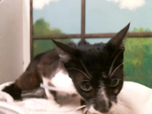 An adult medium-sized female Domestic Short Hair cat named Rosie for adoption in Houston, TX