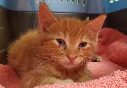 A young large-sized male Domestic Short Hair cat named Cheezit for adoption in Kansas City, MO