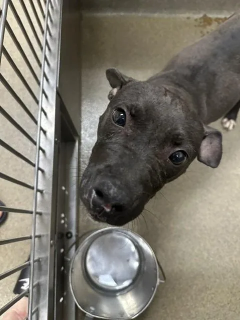 A young medium-sized female Mixed Breed dog named Starlight for adoption in Rome, GA