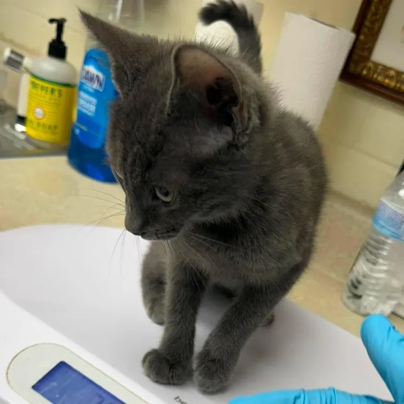 An adult small-sized male Gray / Blue / Silver Domestic Short Hair cat named Wiley for adoption in Bastrop, TX
