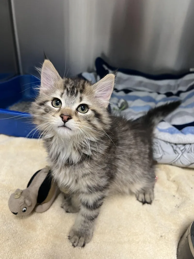 A baby medium-sized male Domestic Long Hair cat named Porcupine for adoption in Yorkville, IL