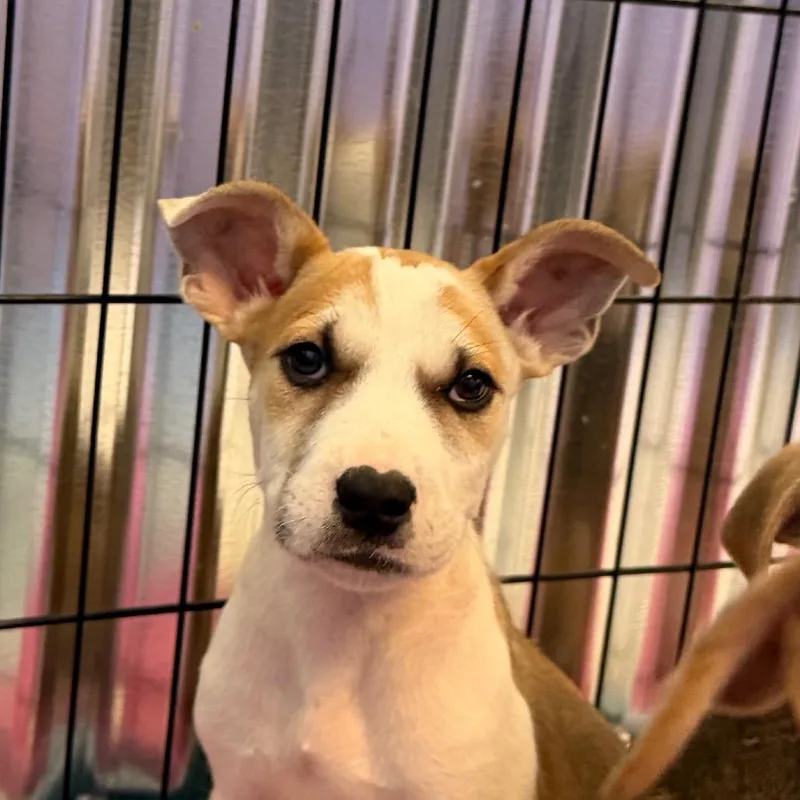 A baby small-sized male White / Cream Mixed Breed dog named Gluten for adoption in Flagstaff, AZ