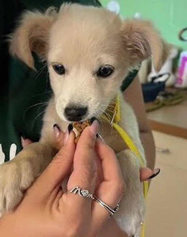 A baby small-sized male Cocker Spaniel dog named Baloo for adoption in Austin, TX