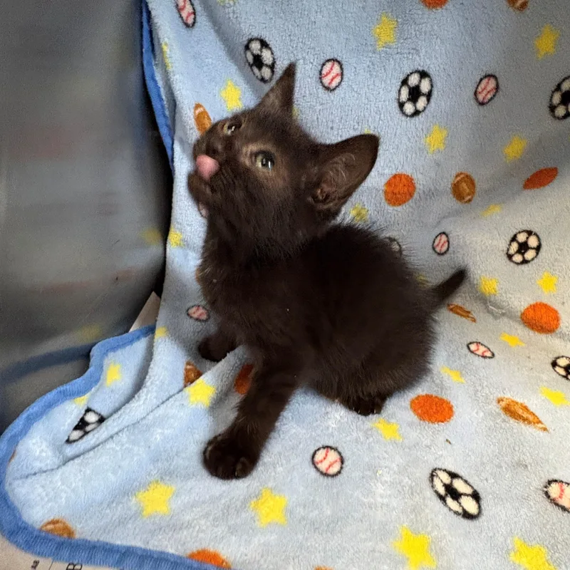 A baby medium-sized female Black Domestic Short Hair cat named Lavender for adoption in Edinburg, VA