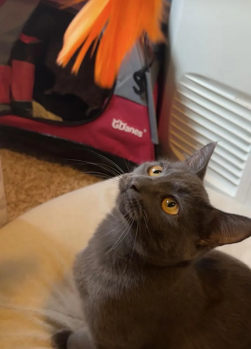 Georgie  See Video thumbnail 2