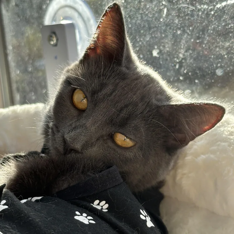 Georgie  See Video thumbnail 5