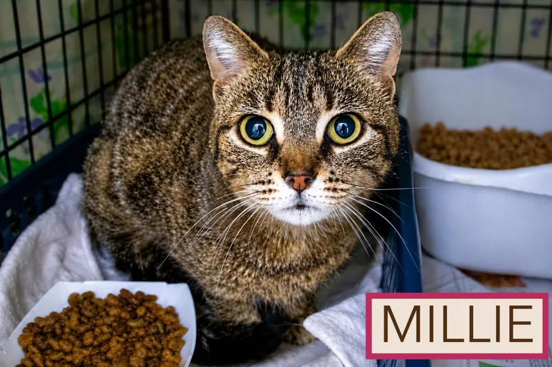 Millie thumbnail 2