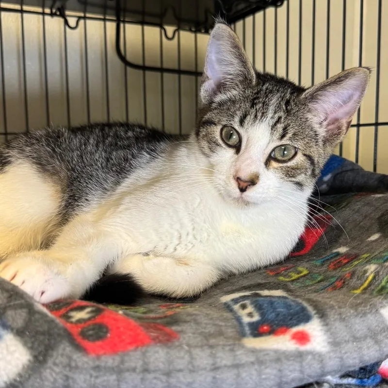 A baby medium-sized male Domestic Short Hair cat named Timby for adoption in Saginaw, MI