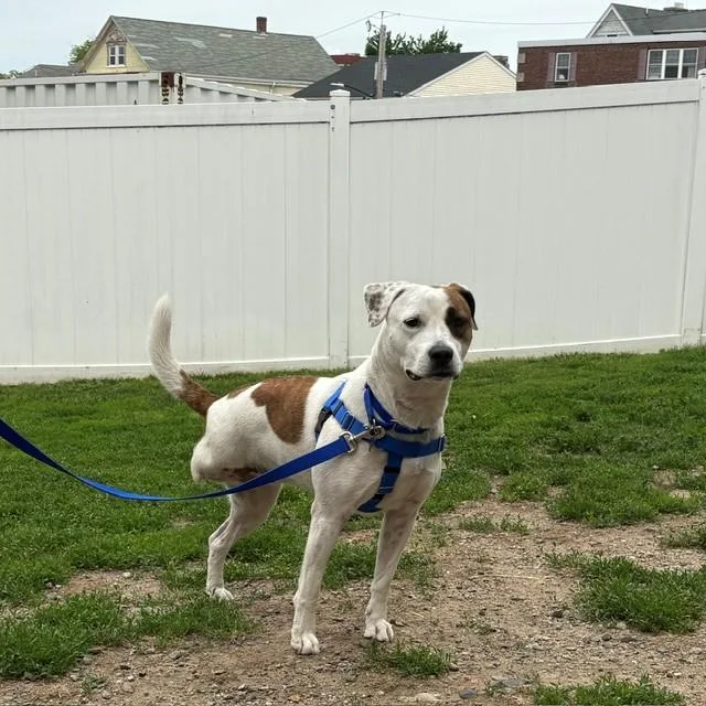 An adult medium-sized female Parson Russell Terrier dog named Portia for adoption in Boston, MA